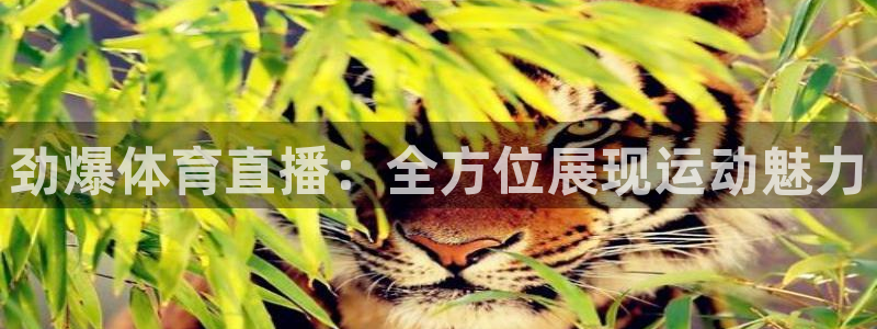 劲爆体育直播：全方位展现运动魅力