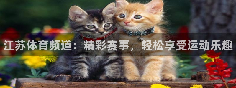 江苏体育频道：精彩赛事，轻松享受运动乐趣